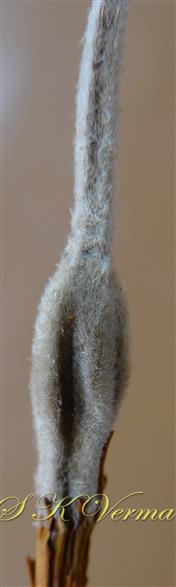  Pistil-Ovary and style tomentose